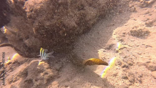 Underwater harmony: moray eel and sergeant major fish explore ocean floor photo