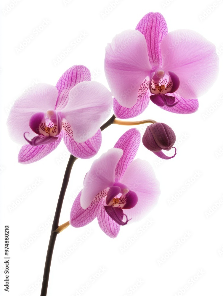 Orchid flower isolate on white background, tropical elegance, Orchid flower isolate on white background, tropical elegance,