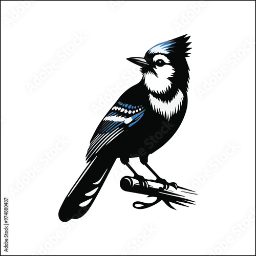 blue jay on a branch