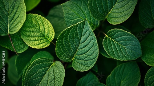 Close-up of green plant leaves with detailed textures,