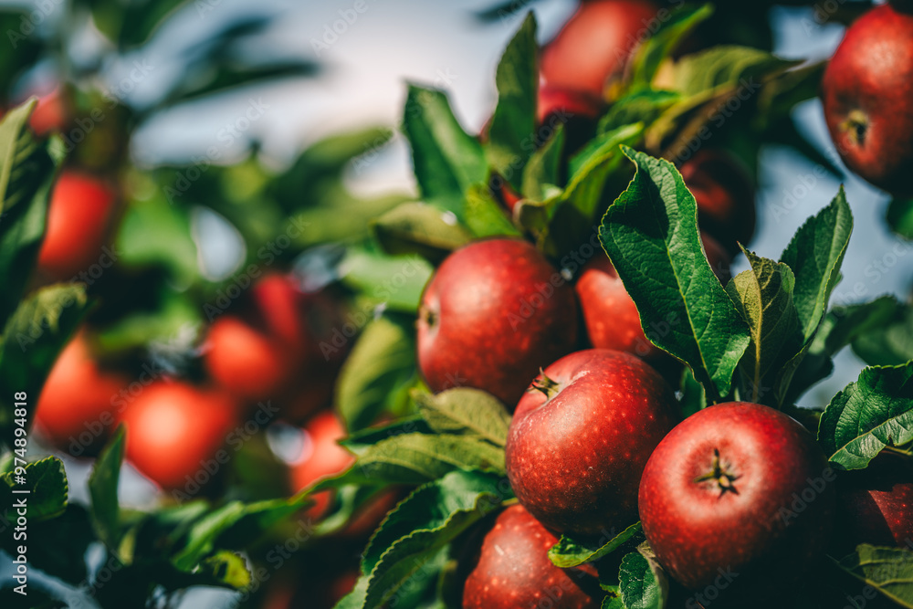 Red apples on tree ready to be harvested. Ripe red apple fruits in apple orchard. Red apples on tree ready to be harvested. Ripe red apple fruits in apple orchard.