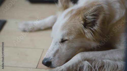 White and tan dog resting indoors, opening eyes. Pet friendly, cute and tired. mixed breed, saluki, hound.