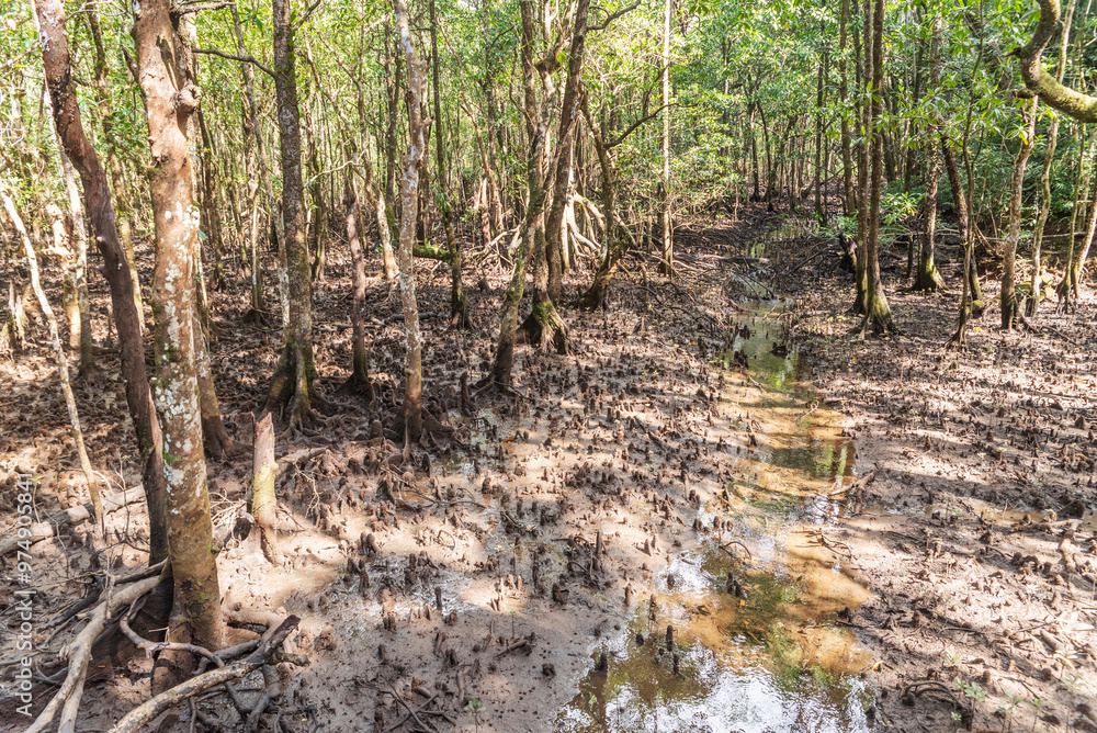 Obraz premium Tropical rainforest in Daintree River National Park in Queensland, Australia. 