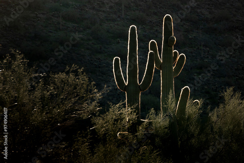 The rimlighting of this Saguaro Cactus by the rising sun in the McDowell Mountains of Scottsdale Arizona illustrates the spines and the reason why you should never hug a cactus. photo