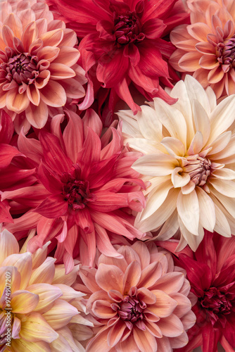Fresh blooming dahlia flowers in pink, red and creme colours
