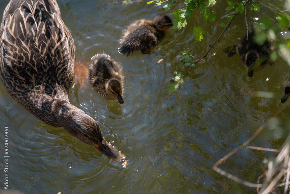 A wild duck swimming in the lake with her newborn chicks A wild duck swimming in the lake with her newborn chicks