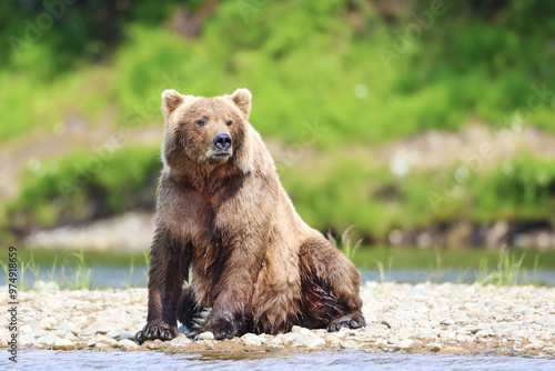 A Brown bear sitting  on the bank of the Alagnak River in Alaska.    We were staying at a fishing lodge in Alaska on the Alagnak River and this bear was sitting on the bank.