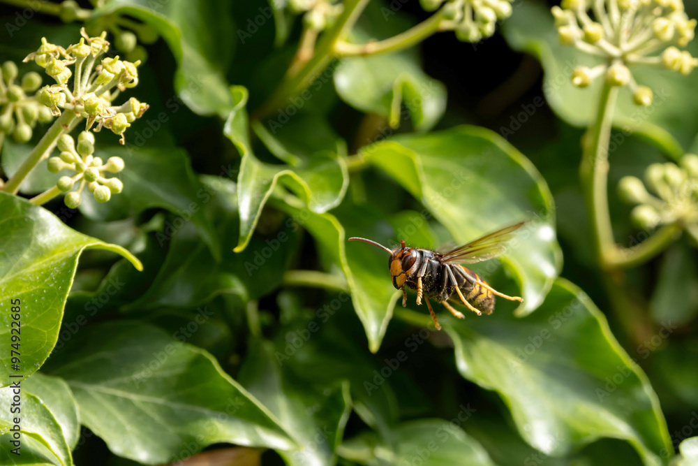 Asian hornet Vespa velutina nigrithorax, an introduced and acclimated species in Europe Asian hornet Vespa velutina nigrithorax, an introduced and acclimated species in Europe