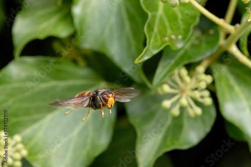 Asian hornet Vespa velutina nigrithorax, an introduced and acclimated species in Europe photo