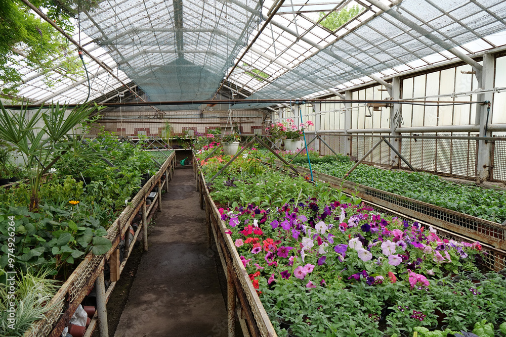 Flowers in greenhouse. Protection and safe of rare plants. Green plants grows Flowers in greenhouse. Protection and safe of rare plants. Green plants grows
