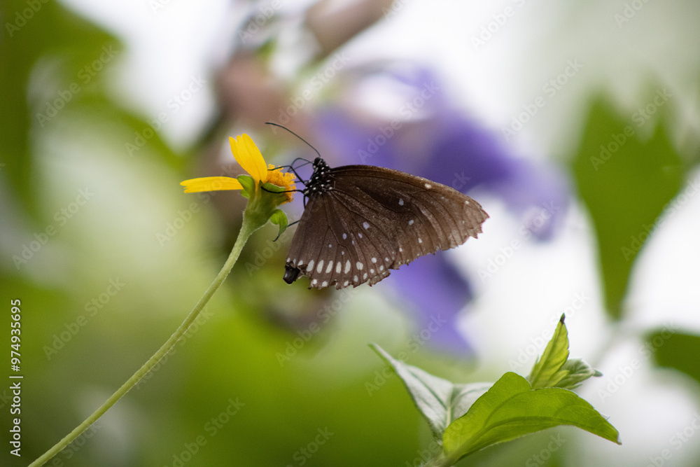 Fototapeta premium Butterfly on flower
