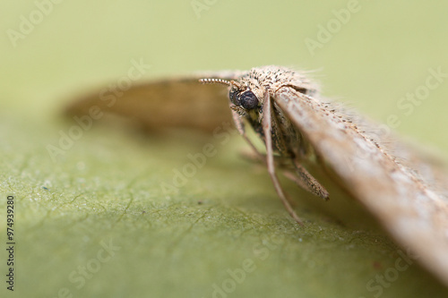 The winter moth (Operophtera brumata) is a moth of the family Geometridae.