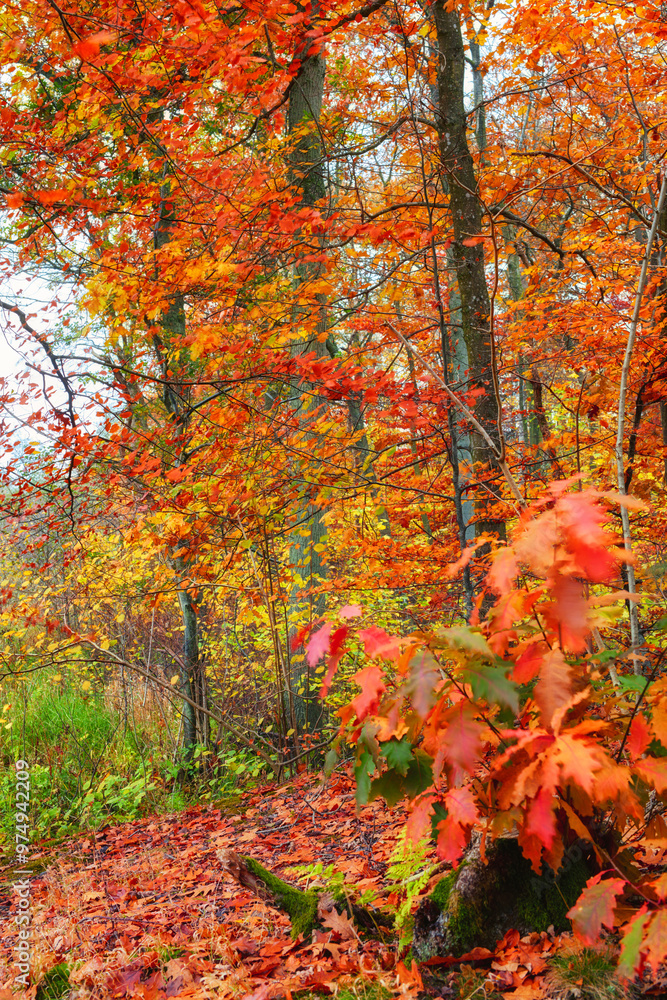 Environment, orange and trees of forest in autumn for conservation, ecology or sustainability. Background, green and wallpaper with leaves in woods for eco friendly scenery, growth or fall season Environment, orange and trees of forest in autumn for conservation, ecology or sustainability. Background, green and wallpaper with leaves in woods for eco friendly scenery, growth or fall season