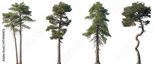 Set of Pinus lambertiana and Pinus muricata frontal isolated png on a transparent background perfectly cutout	 photo