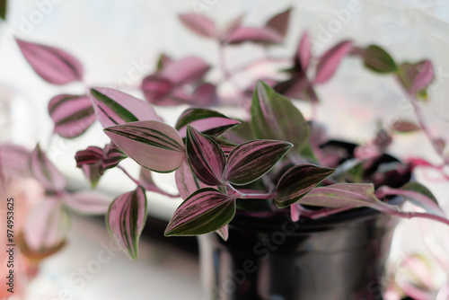 Tradescantia Varieties  photo