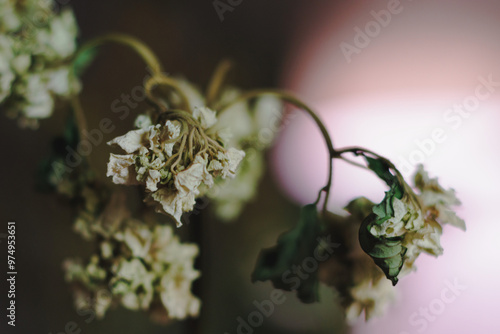 Dried Flower Arrangement