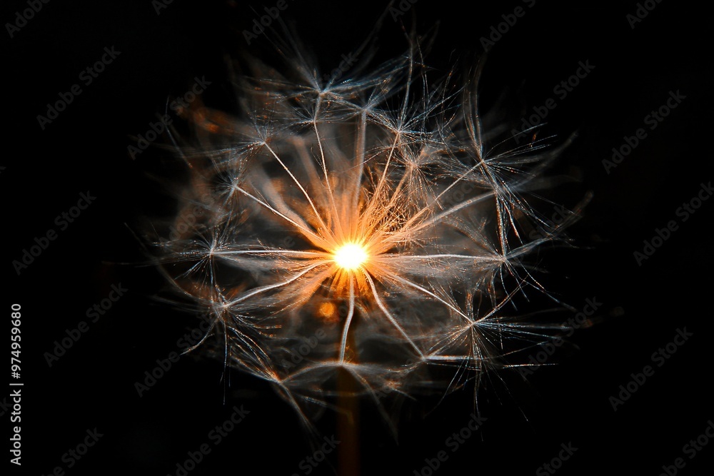 Light Flare on Black Background – Radiant Starburst Effect for Graphic Design Light Flare on Black Background – Radiant Starburst Effect for Graphic Design