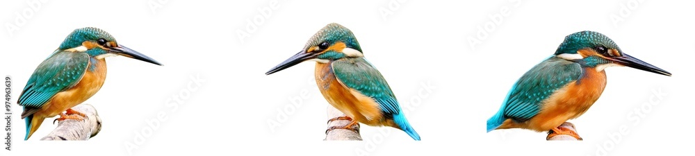 Bright bird on thin tree branch Bright bird on thin tree branch