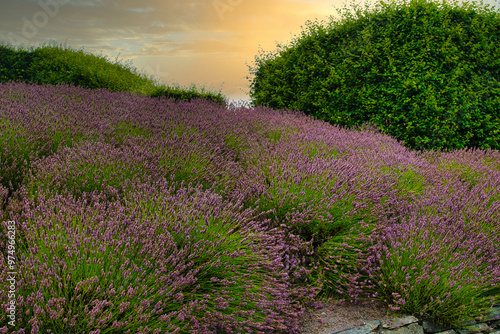 Blooming Lavender Field at Sunset at Eden Project in Cornwall, UK photo