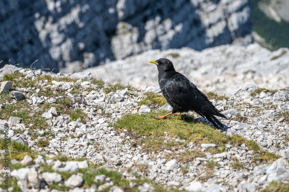 Fototapeta premium An alpine chough walks on rocky ground in a mountainous region, surrounded by rugged terrain and greenery, showcasing its vibrant yellow bill and black feathers under clear skies.
