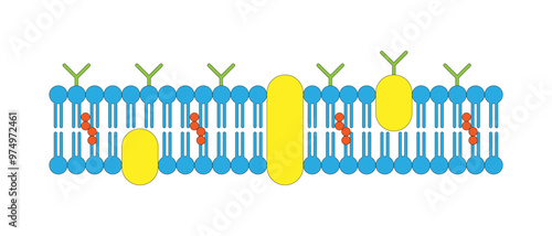Cell membrane, Plasma Membrane, cytoplasmic membrane, plasmalemma