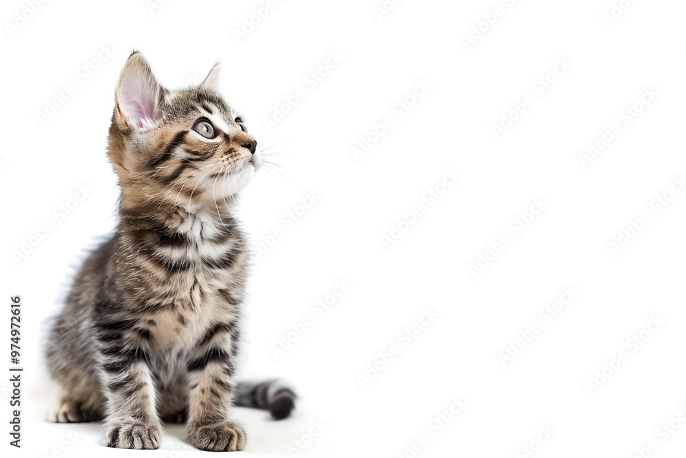 kitten isolated on white