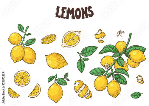 Lemon fruit illustration collection. Hand drawn vector illustration. Design, package, brochure illustration. Lemon fruit illustration. Design elements for packaging design and other.