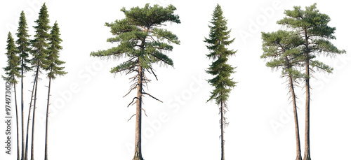 Set of Larix occidentalis and Pinus lambertiana frontal isolated png on a transparent background perfectly cutout	 photo