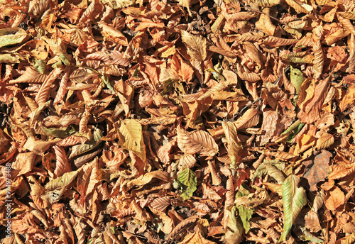 Fall time. Dry fallen leaves from above. Carpet of yellowed leaves, texture, background. Backdrop of scattered leaves in an old park or forest. Natural leaves carpet outdoors. Golden autumn time photo