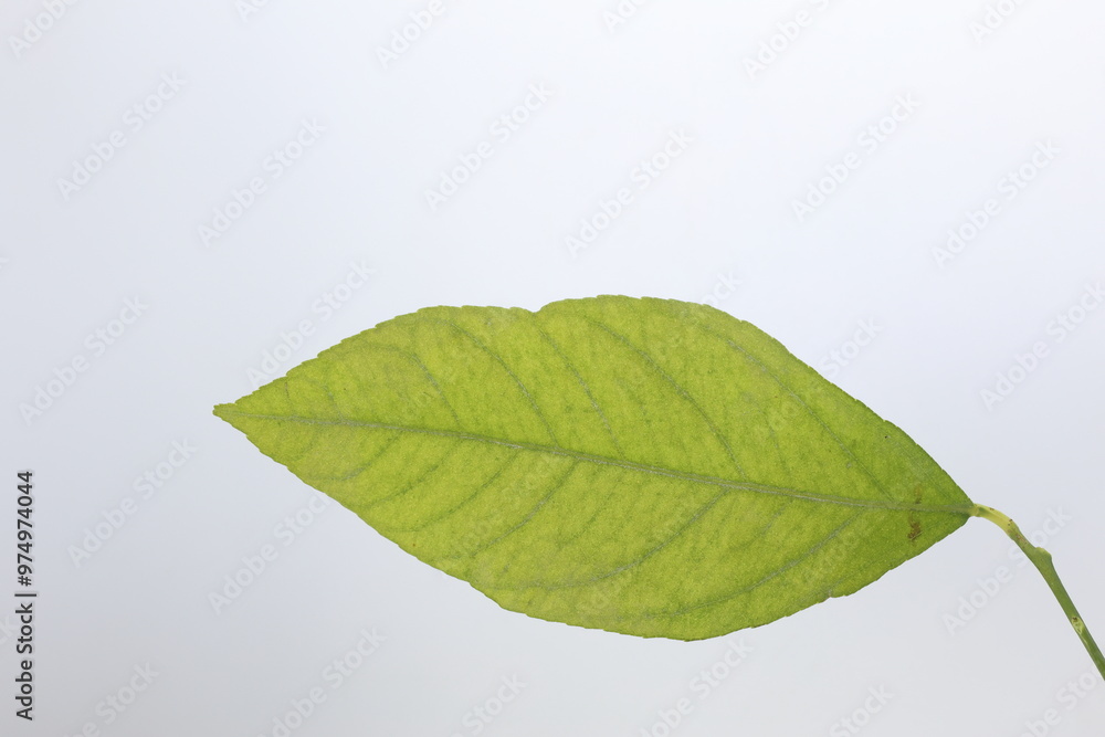 Fototapeta premium green lemon leaf isolated on white