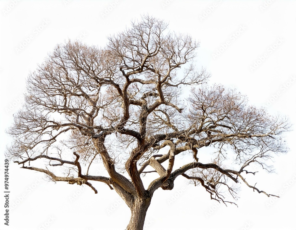 Winter's Silhouette: Isolated Dry Branches Winter's Silhouette: Isolated Dry Branches