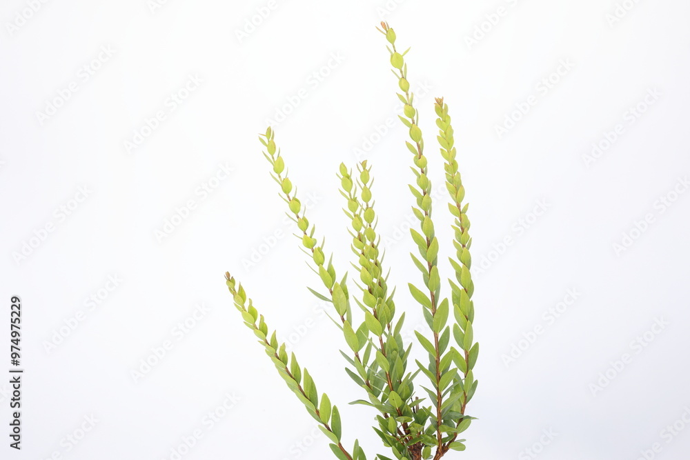 a brunch of Myrtus communis (true myrtle) a brunch of Myrtus communis (true myrtle)