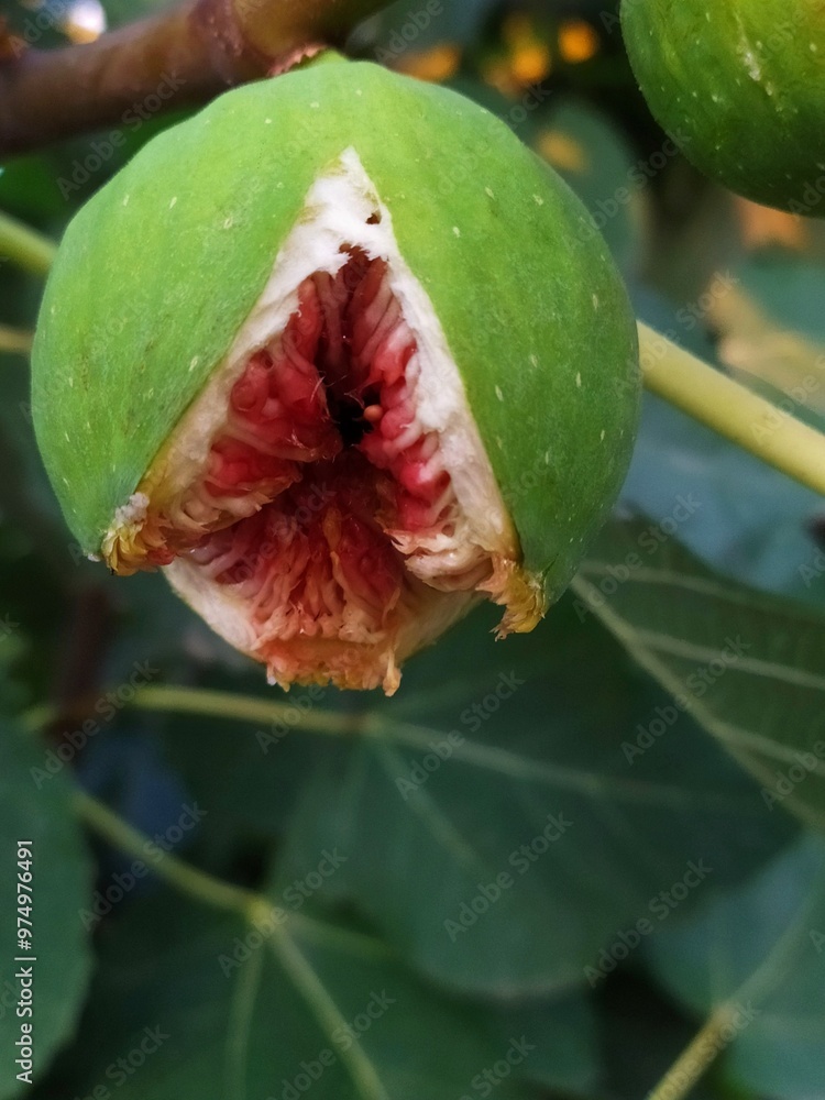 Fototapeta premium Closeup of ripe fig split on branch, succulent red inside and visible seeds, fresh and healthy fruit.
