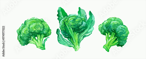 Broccoli watercolor, fresh illustration 3 best element vegetables can be used in harvest festival