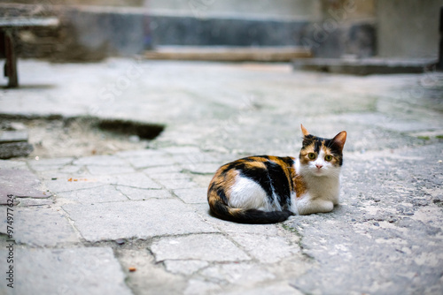 A homeless cat lies on the asphalt in the courtyard of the city of Lvov, Ukraine