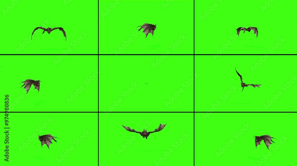 3D nine rendered in one video Bat flying animation on the green screen background, black many bats fly on the chroma key rendering 4k 3D nine rendered in one video Bat flying animation on the green screen background, black many bats fly on the chroma key rendering 4k