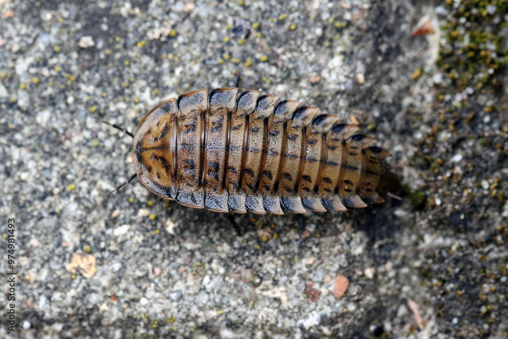 Larva of Obscure Carrion Beetle (Silpha obscura). Larva of Obscure Carrion Beetle (Silpha obscura).