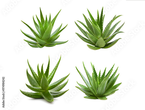 aloe vera plant isolated