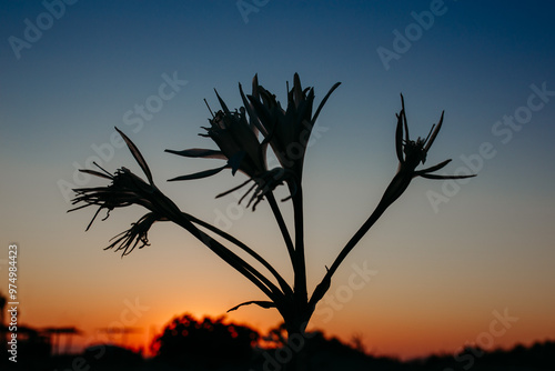 Tapety artystyczne Pancratium