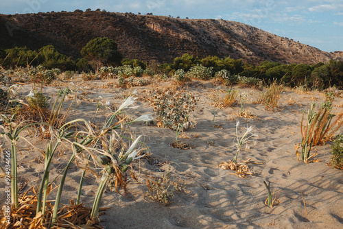 Dunes photo