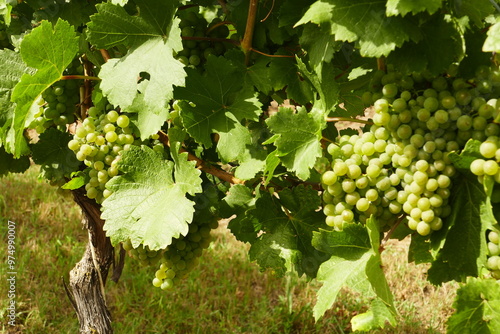 Gruner (Green) Veltliner grapes in Lower Austria. Wagram wine region. It is by far the most important white wine grape variety in Austria. photo