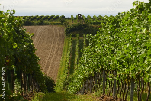 Beautiful vineyards in Wagram region in Lower Austria near Wachau It is a less known wine region in Austria.