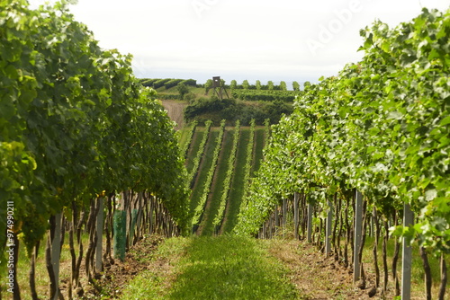Beautiful vineyards in Wagram region in Lower Austria near Wachau It is a less known wine region in Austria.