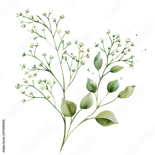 Watercolor painting of baby's breath, isolated on a white background, and baby's breath vector