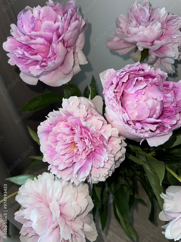 Obraz premium pink carnation flowers
