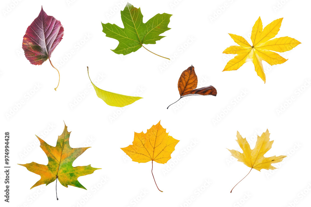 Fototapeta premium Assortment of fall leaves