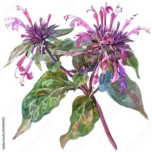 Watercolor illustration of Bee balm, isolated on a white background, and Bee balm vector