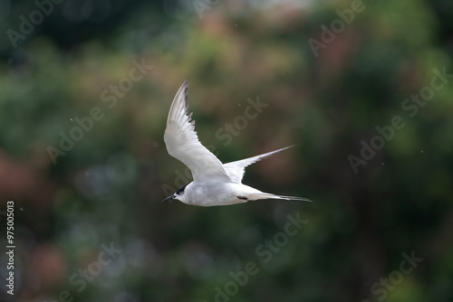 Arctic tern or Sterna paradisaea at Mumbai coast Maharashtra, India