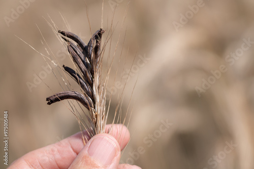 A hand holds a ripe ear of grain on which a lot of poisonous ergot is growing. There is space for text. photo