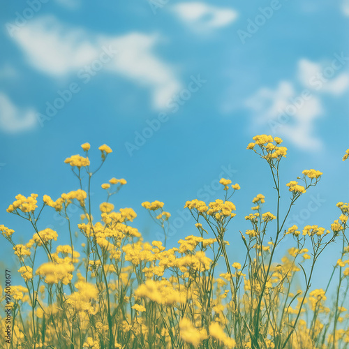 yellow flower field look up to the bright blue sky 